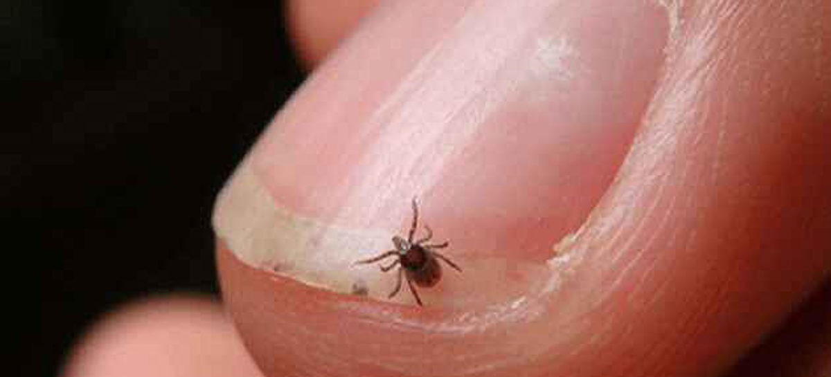 What is Scrub Typhus?
