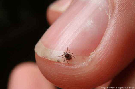 What is Scrub Typhus?