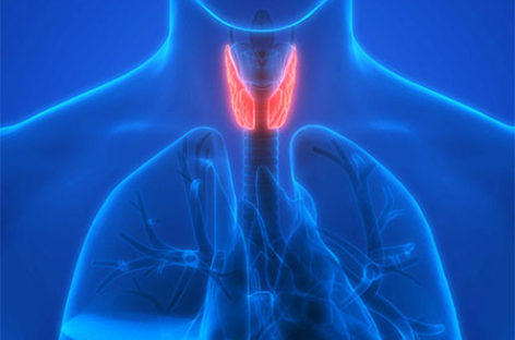 What is Thyroid and how does it function?