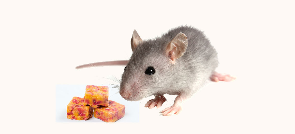 Liver poisoning due to yellow phosphorus from rat poison