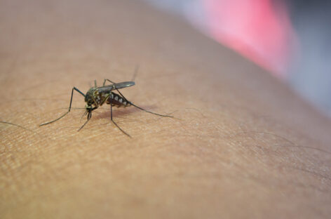Debunking Myths about Dengue and its Treatment
