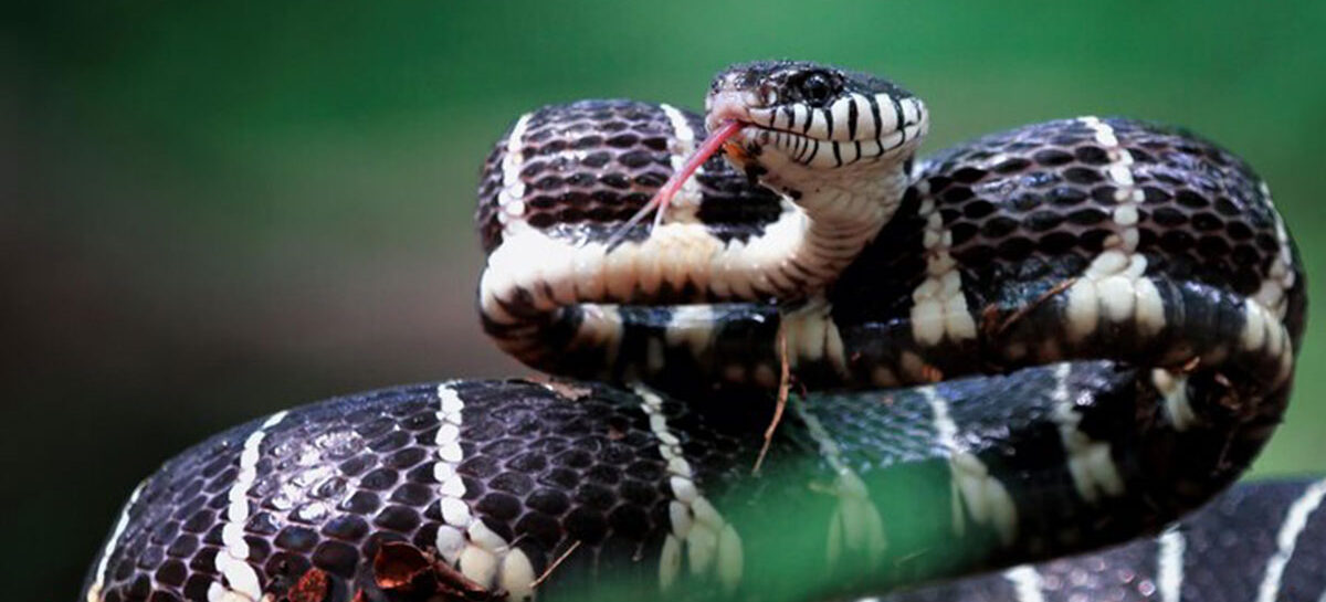 Dos and Don’ts for Snake Bites – FAQs