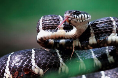 Dos and Don’ts for Snake Bites – FAQs