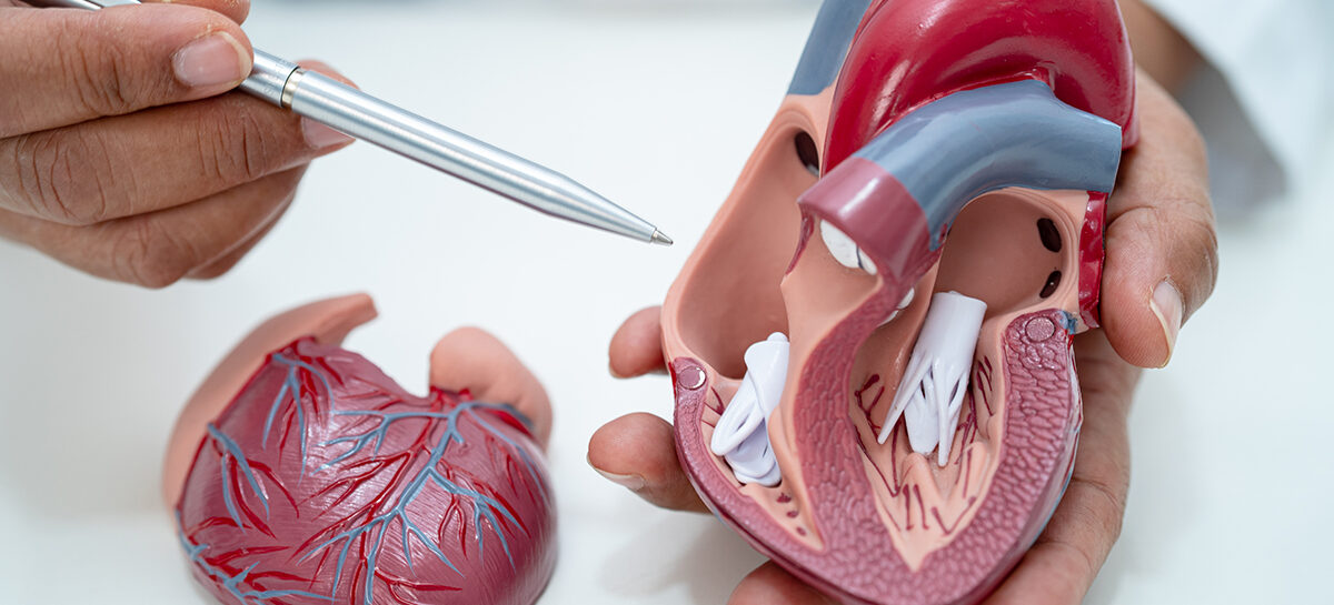 Why Choose Mitral Valve Repair Over Replacement?