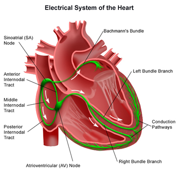 Electrical circuitry in the heart