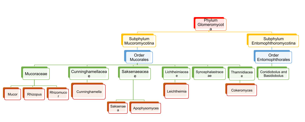 Mucormycosis-1