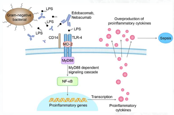 learning-from-the-failure-of-nebacumab-1