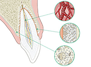 tooth-2