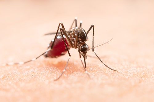mosquito-borne-disease-prevention-in-children
