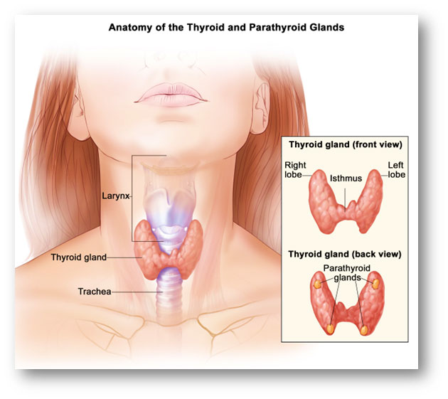 Thyroid Awareness Month